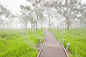 Way in fog forest