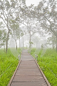 Way in fog forest