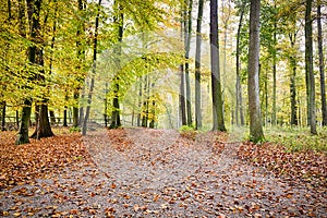 Way through a forest in autumn