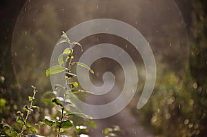 The way in the forest