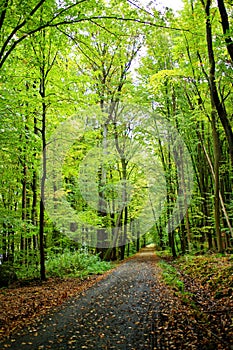 Way in forest near Jevany near Prague