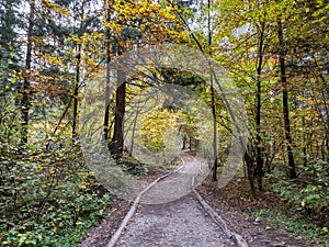 Way between forest to Zelenci nature reserve,  Kranjska Gora, Slovenia