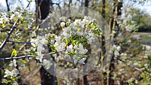 White blossum at a tree
