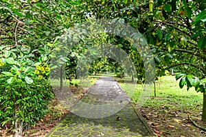Way in garden park with green leaf natur