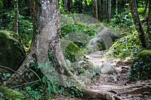 The way go to forest.