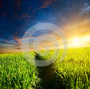 Way in grass