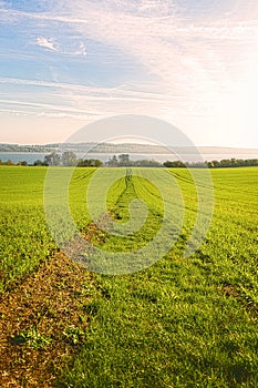 Way through a grass field leading to a lake