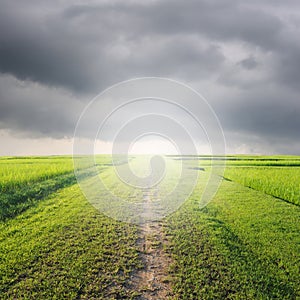 Way of Grass Grass fields and rainclouds