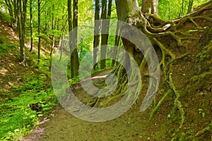 Way green forest Beech roots Trees nature