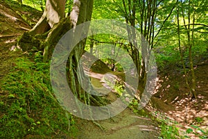 Way by green forest. Beech roots. Trees in nature