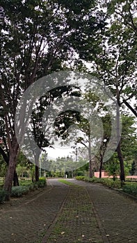 the way home in the garden