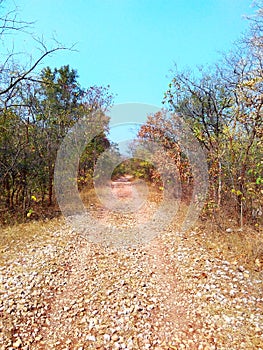 Way through jungle, satpura india