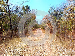 Way through jungle, satpura india