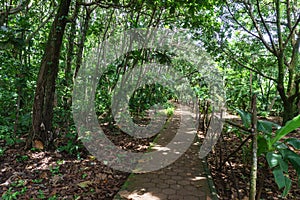 A view towars the trees