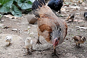 Way of Life Mother hens and little baby chick