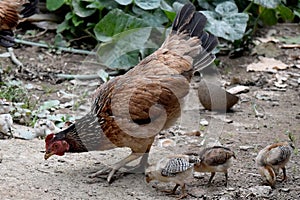 Way of Life Mother hens and little baby chick