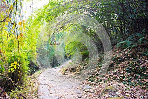 Way on the mountain for trekking