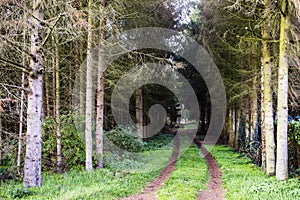 Way in the park in autumn. Fall forest landscape