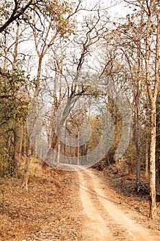 A way through Pench tiger reserve forest