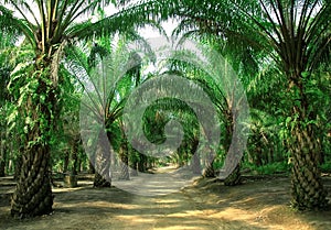 Way in plantation