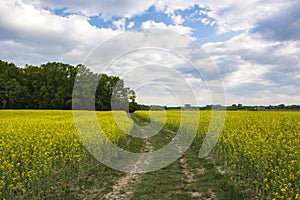 The way through the rapeseed field to the forest