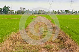 Way in rice field