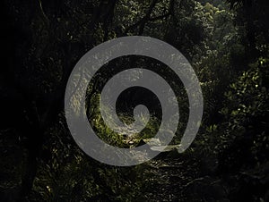 Dark Forest Path Nature Pathway Green Forest Road