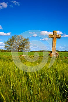 The Way of Saint James cross Palencia cereal field photo