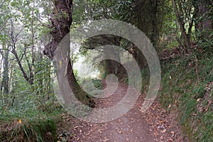 Way of St. James - A trail in the forest with oaks