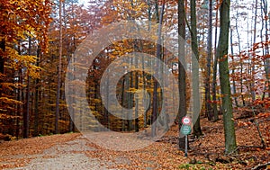 Way through a state owned forest in autumn