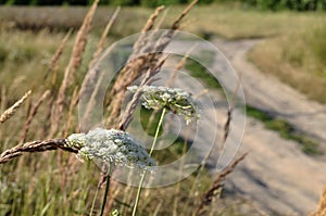 The way thru the meadow