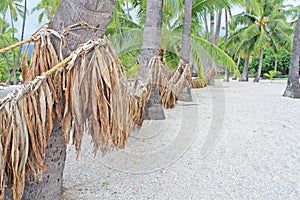 A way to a beach through the grove of palm trees