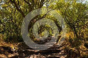 Way to the cross, via crucis, trail on ancient forest of Bussaco, in Luso, Mealhada, Aveiro in Portugal