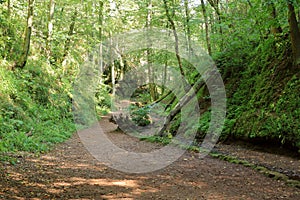 On the way to Drachenschlucht dragonÂ´s canyon in Eisenach, Thuringia, Germany