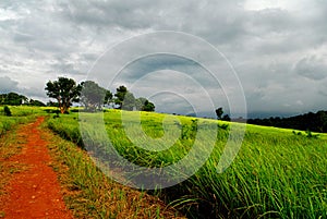 Way to grassland in Khao Yai