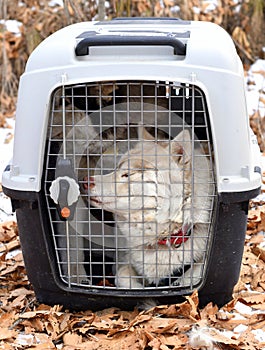 Way to keep sled dogs warm between riding: cage with Siberian husky dogs resting after dogsledding