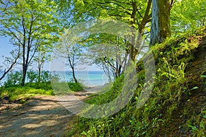 Way to sea by green deciduous forest. Green nature.