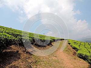 Way towards the tea plantations in Munnar, Kerala, India