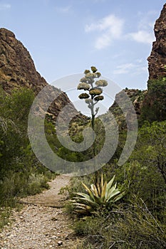 The way - of the trail in Big Bend, Texas