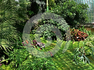 Way through the tropical greenhouse