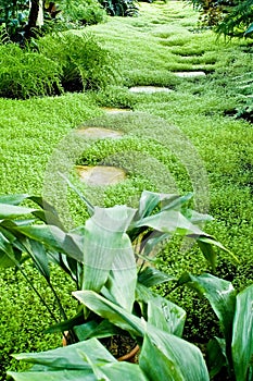 Way trough tropical greenhouse