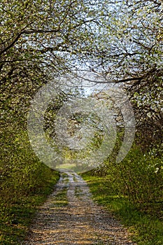 Way via blooming trees in springtime near Erfurt