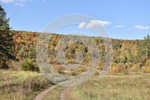 The Way In Wild Forest