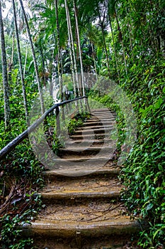 Way in wilderness , stairway in jungle