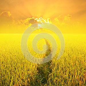 Way in Yellow rice field and sunset for background