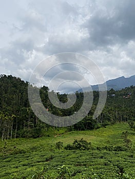 Wayanad's Coffee Haven: Exploring the Rich Tapestry of Coffee Plantations Amidst the Tranquil Hills