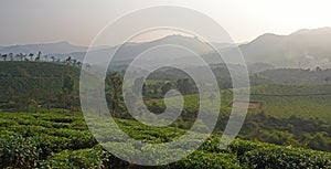 Wayanad tea plantation