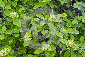 Wayfaring tree flowers during spring