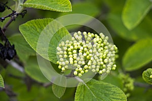 Wayfaring tree flowers during spring