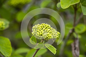 Wayfaring tree flowers during spring
